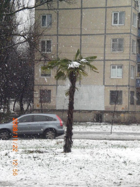 Palm & Snow by Yuri Babakov-ЯIR