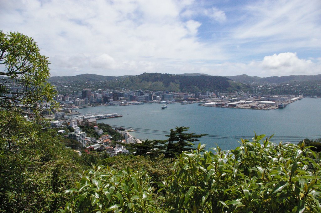 Wellington from Mt. Victoria by nickballinger