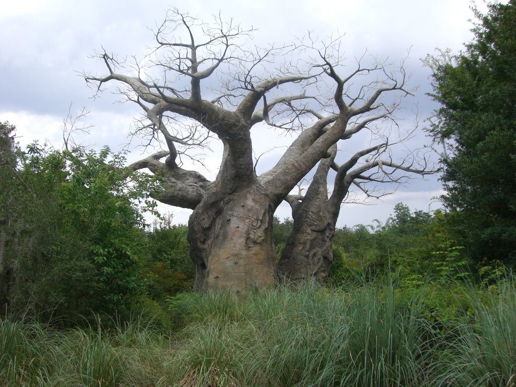 El baobab de Disney Animal kingdom by sergiogas