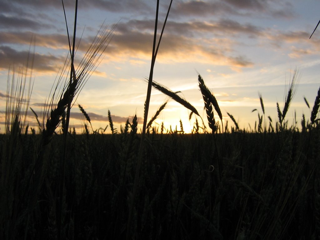 Ears of wheat at sunset by Artur Katov