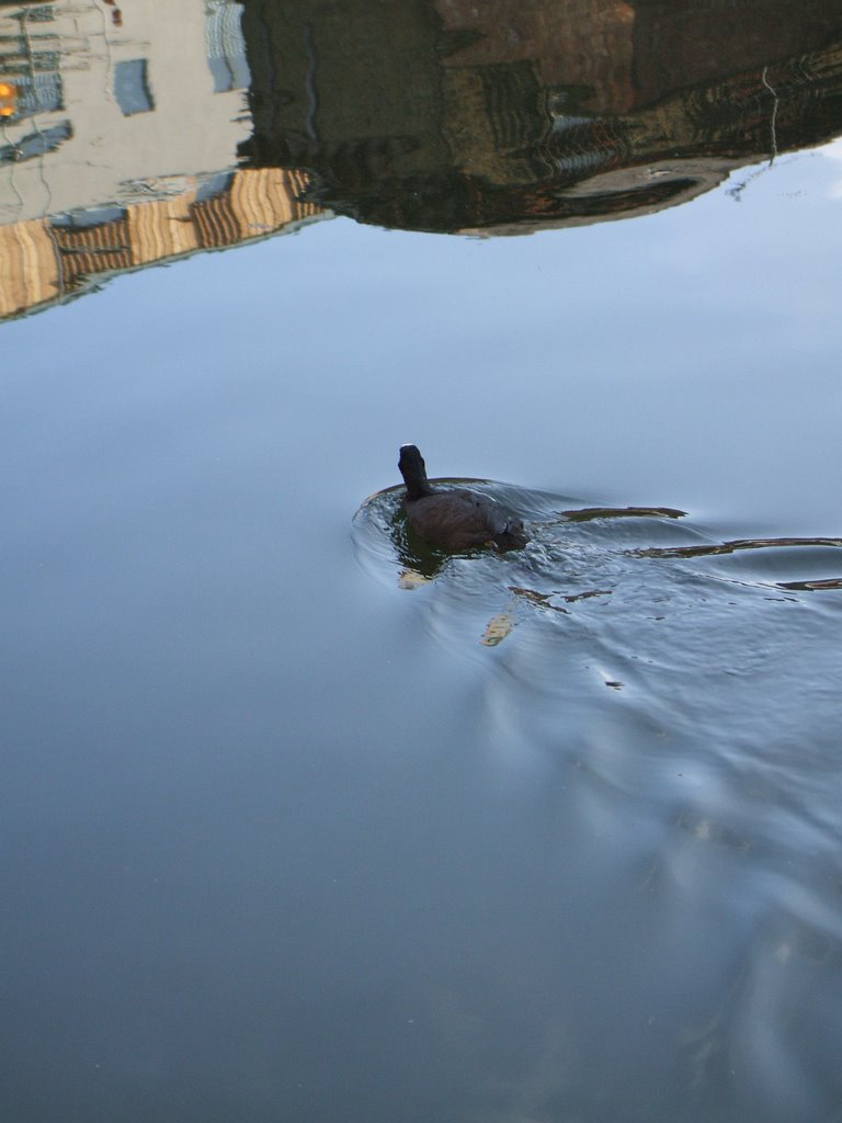 Coot on Regents Canal Hoxton by maverickpeter