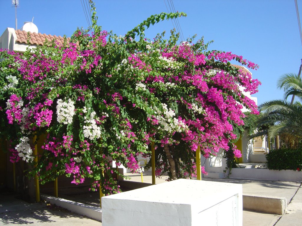 Bougainvillea - Fig Tree Bay Sept 2007 by greta_s