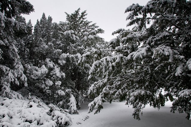 Winter at Morton Arboretum by Michael Aaron Hansen