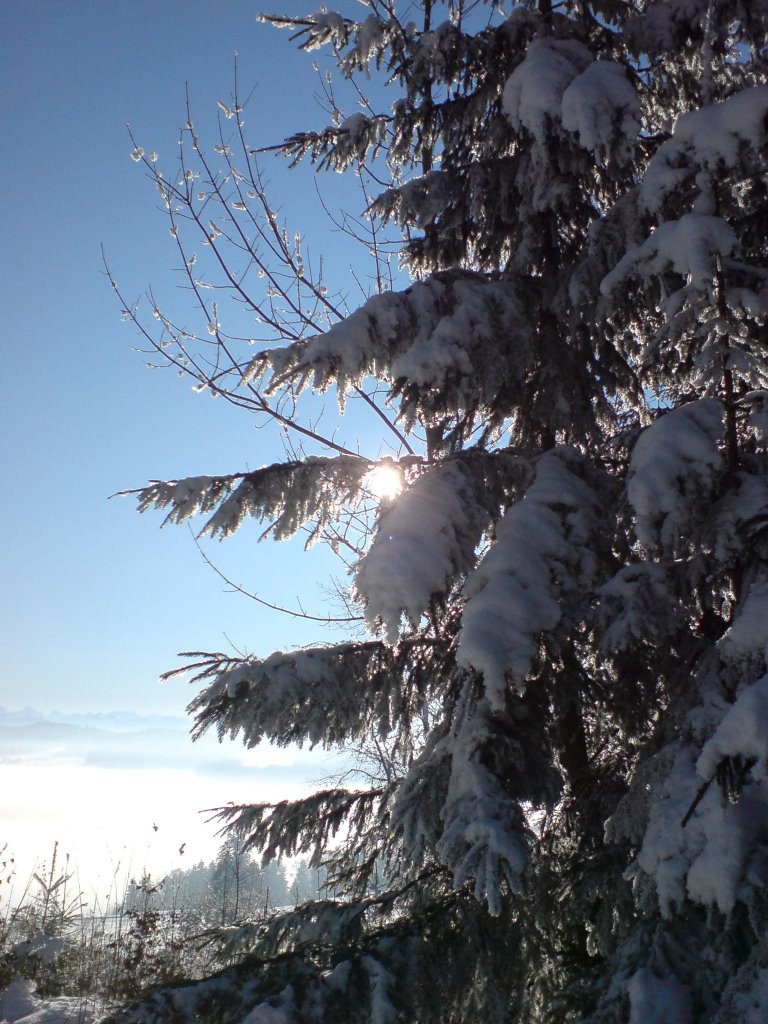 Baum im Schnee by Martin Bolliger