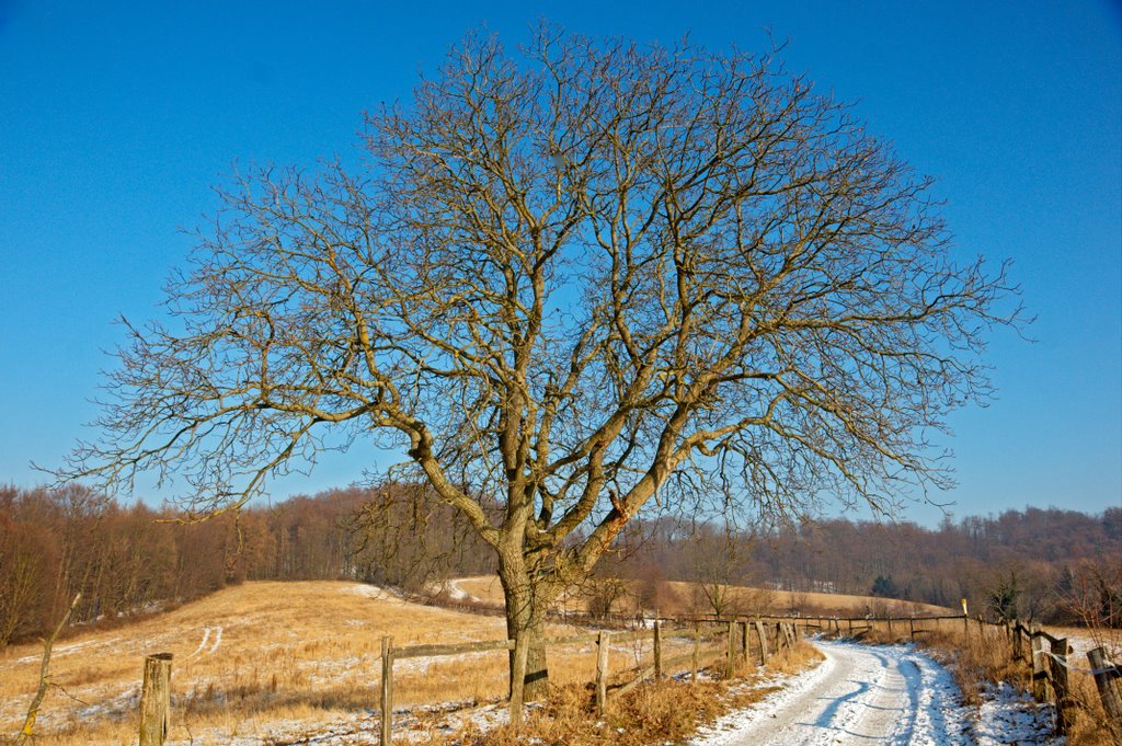 Winterlicher Baum am Höhenweg by stollem