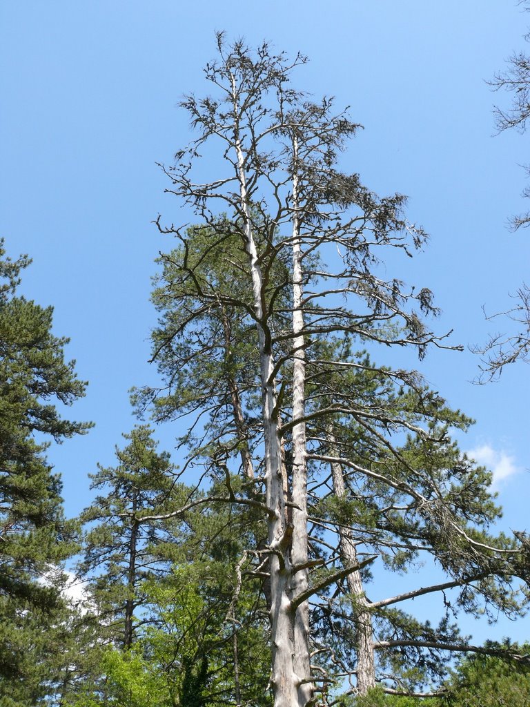 Old tree, sülüklügöl by Halil Ibrahim Kaçar