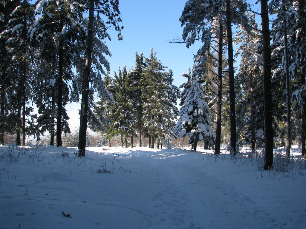 Stara Planina, Forest by Srdjan Djordjevic