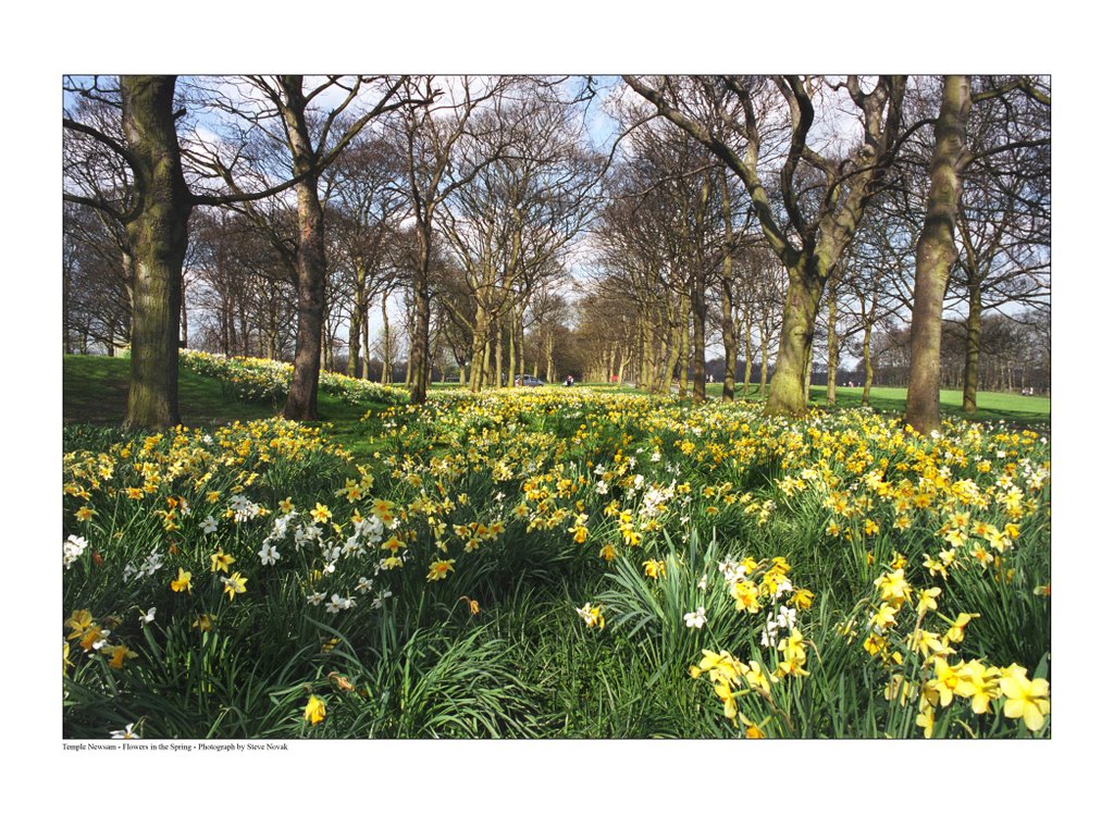 Spring in the Park by stevenovak