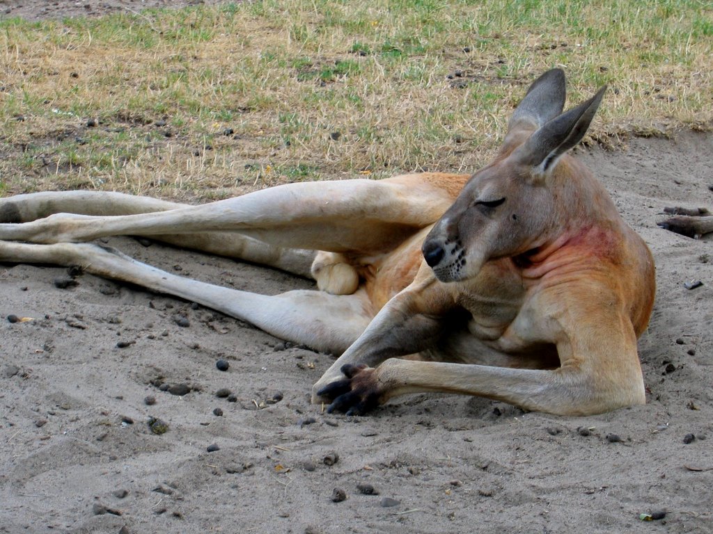 WARSZAWA ZOO by Janusz Kabas (kabjan…