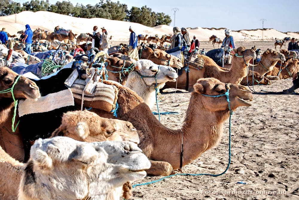 Camels - Tunézia DSC_1433-1 by A. Zoltán Sárdi (pho…