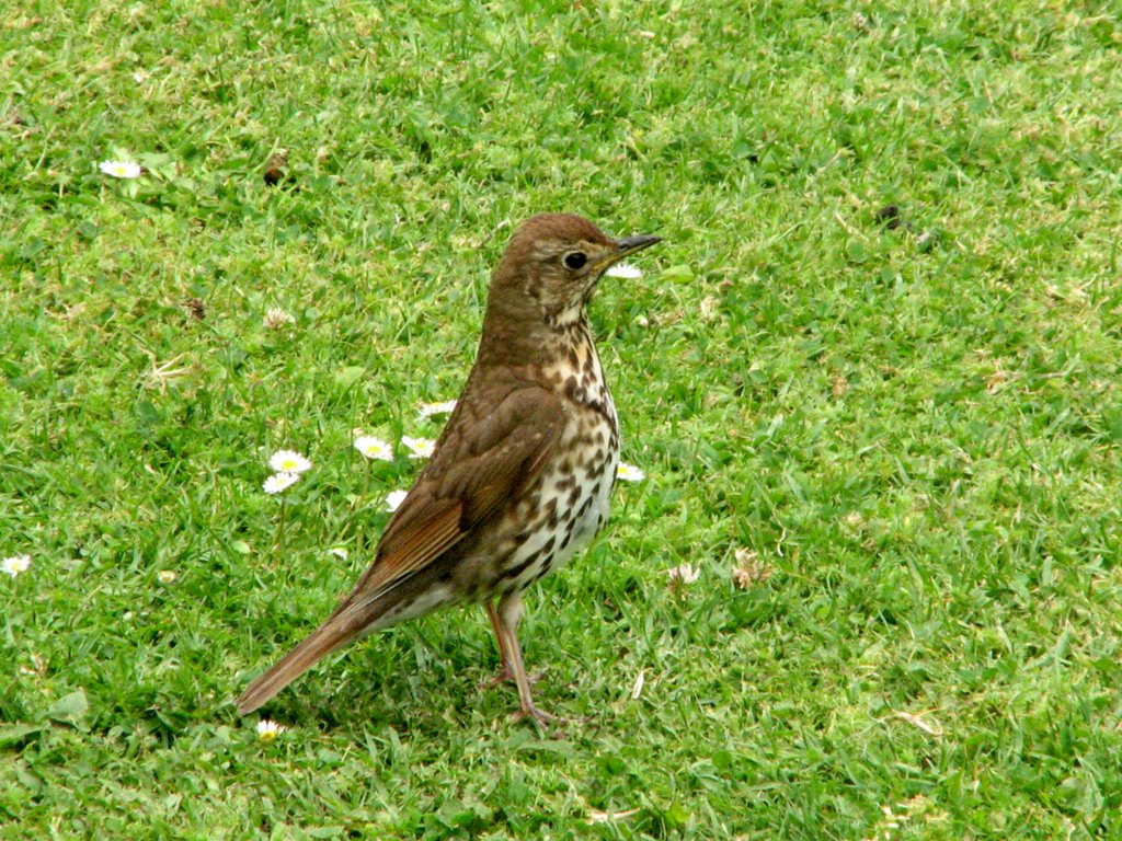 Song Thrush, Waitangi Treaty Gounds by jamie_r