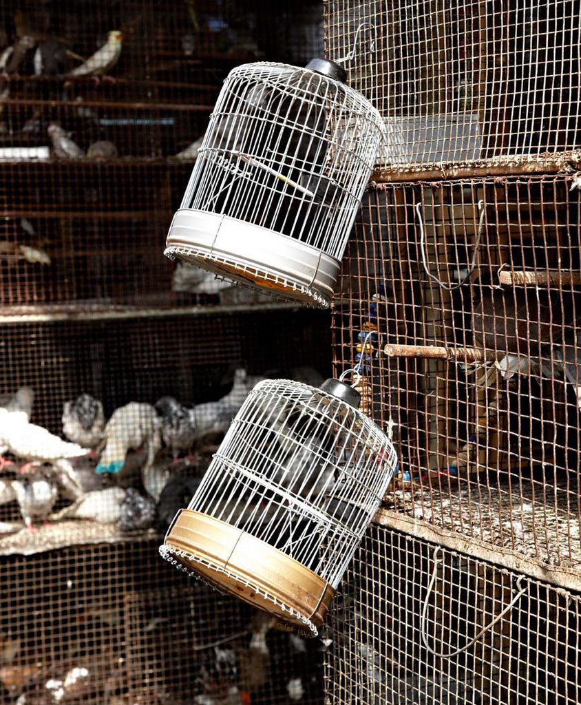 Bird market near Crawford Market in Mumbai by Steven Witkam