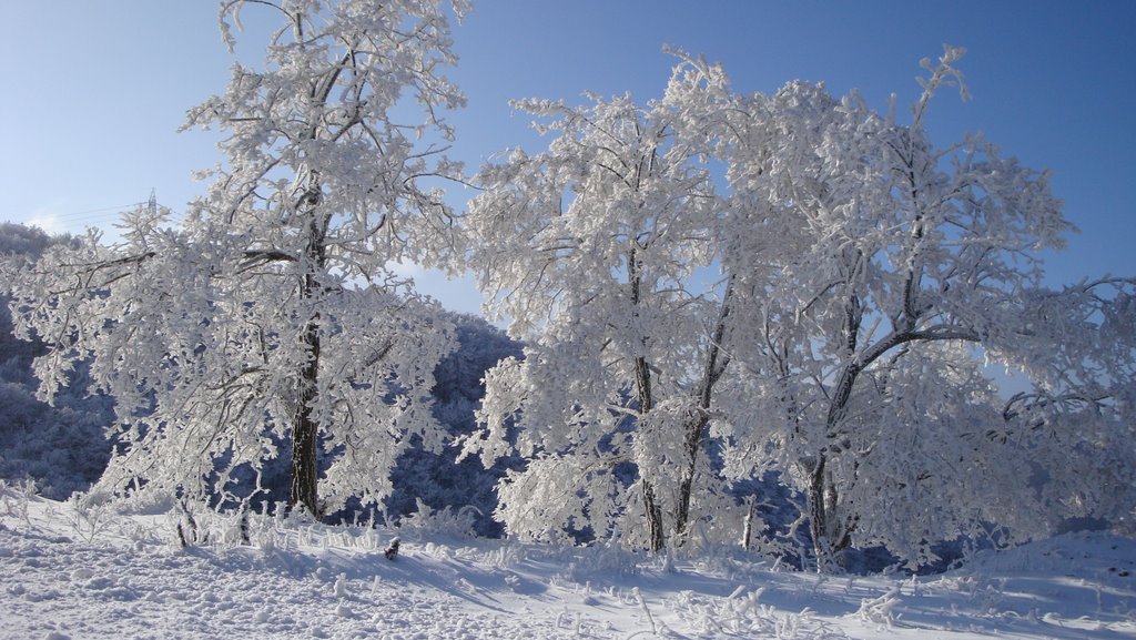 Frozen trees near Klisoura, Kastoria by paspapdent80