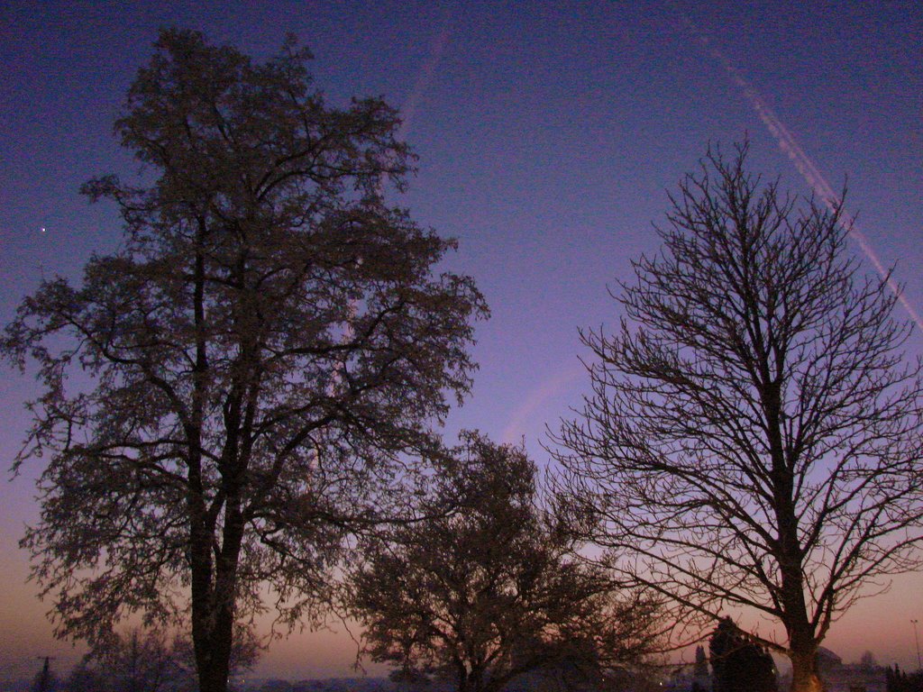 Group of trees in Holsen in winter 2008/09 by Andreas Fischer (Lintorf)