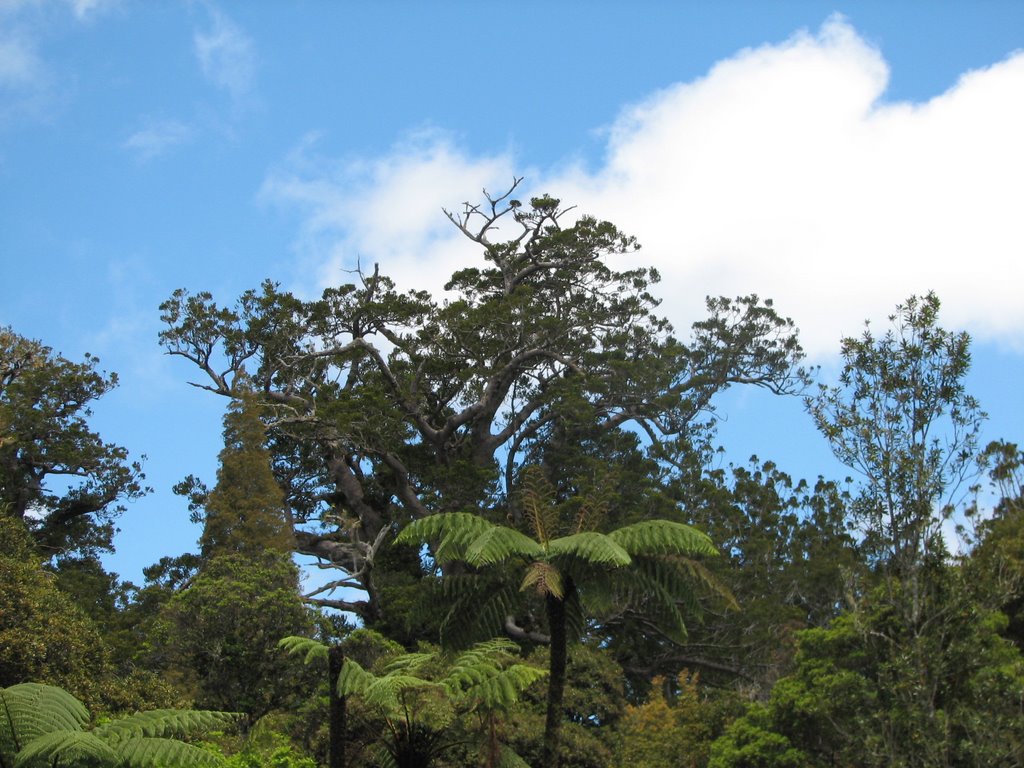 Kauri tree tops the canopy - Waipoua Forest by jamie_r