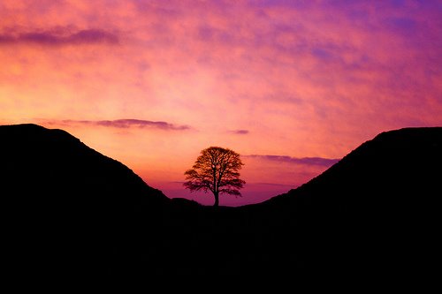 Sycamore gap. Robin Hood's tree by macaz1977