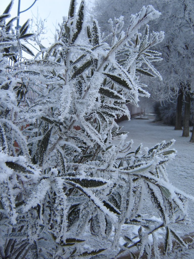 Lo que pasa con 8°c bajo cero by Daniel Aréchiga