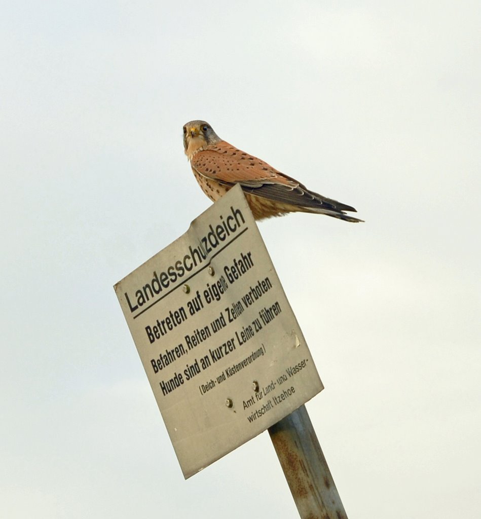 Feiner Aussichtsplatz - Turmfalke auf dem Elbdeich by JulianeHerrmann1