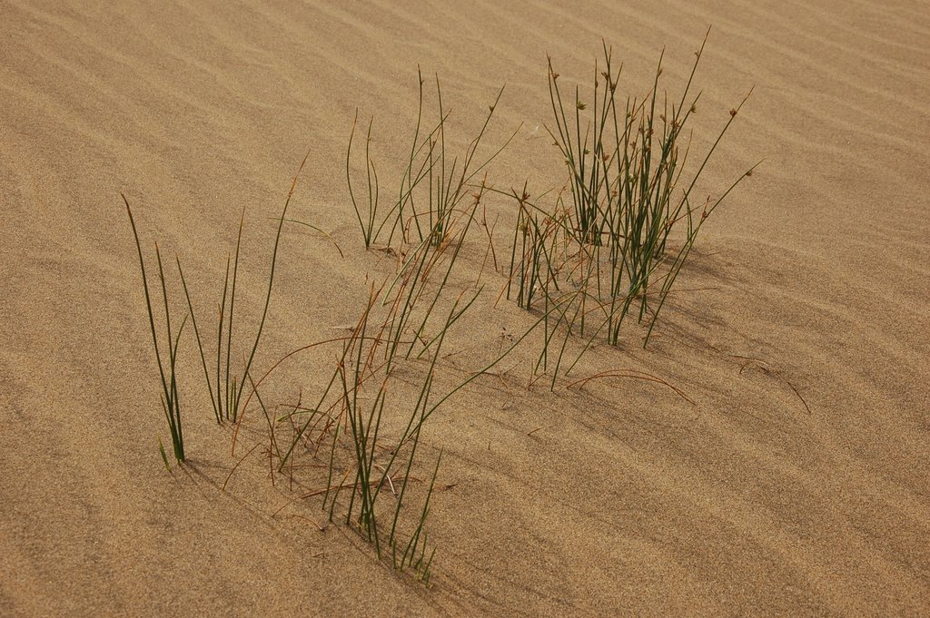 Dünen Maspalomas by SoMi_