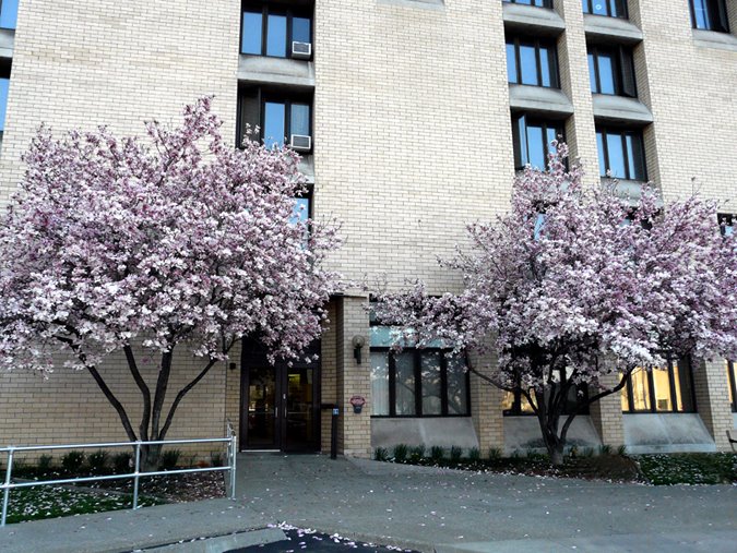 Copyrighted__ Magnolias in spring 110 Chenango Place by Geraldine Clark