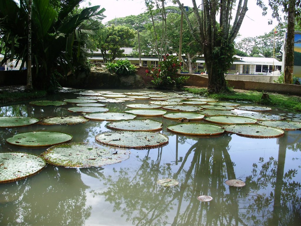 Parque Santander 3 amazonas regia by fliariverah