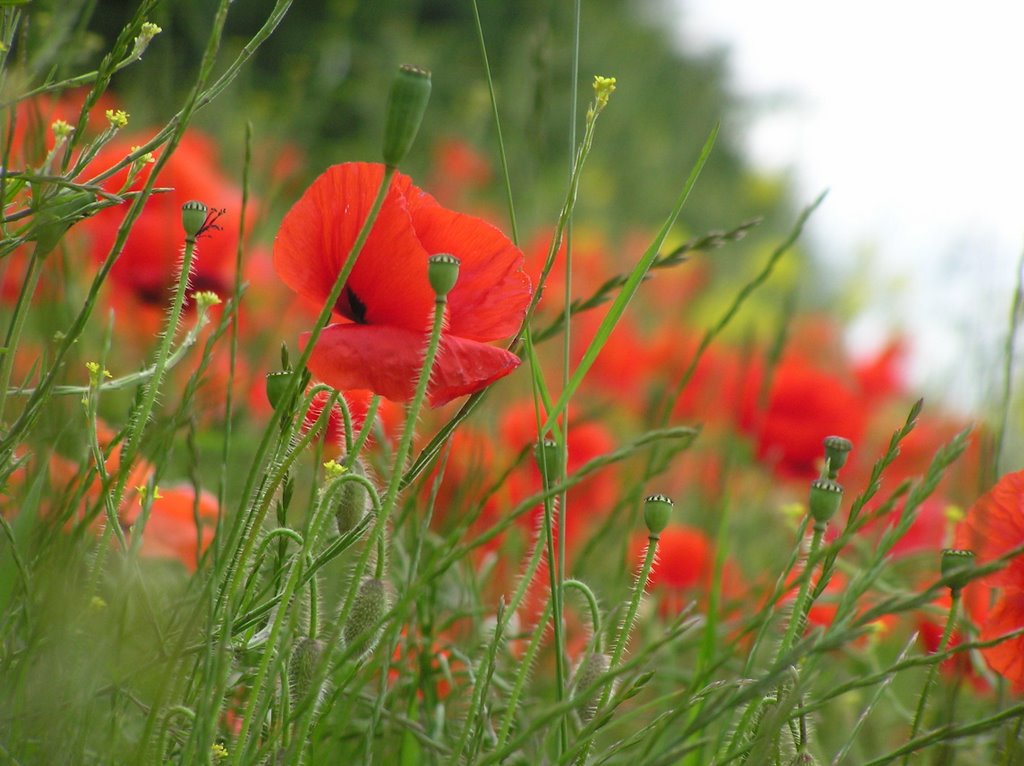 Poppies, Mulhuddart by wisla