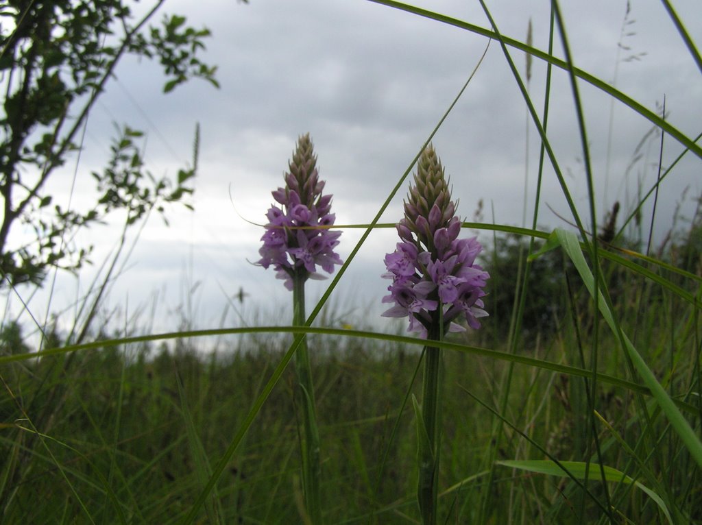 Orchids, Castlecurragh Park, Mulhuddart by wisla