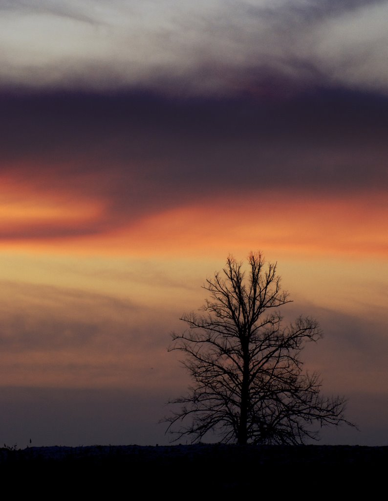 Solitary tree by Gil Cavalcanti