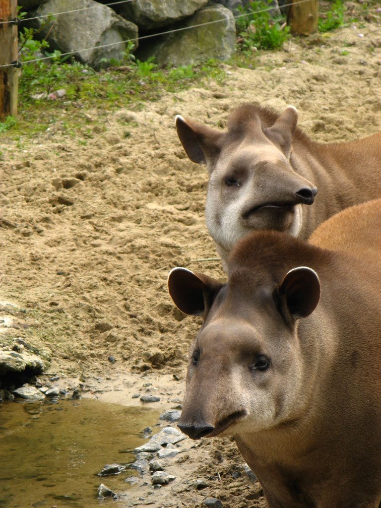 Tapir by bspiesschaert