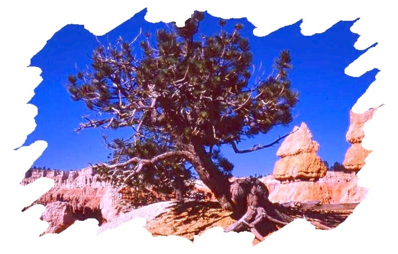 Old Bristlecone Pine by Bob Woloszyn