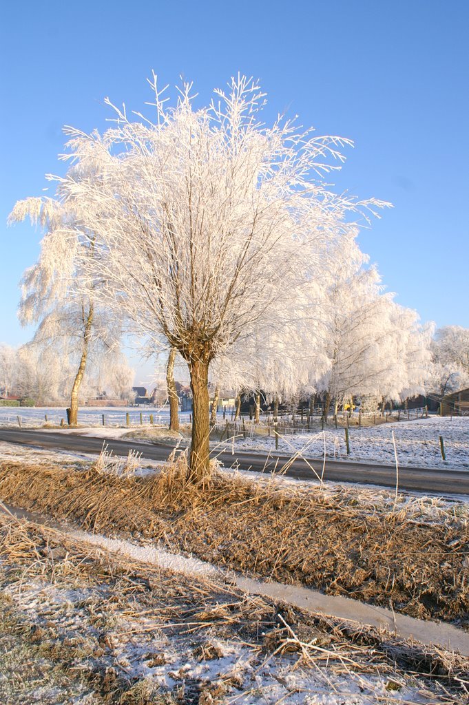 Wilg nabij "De Blauwe Hel" by Peter van de Haar