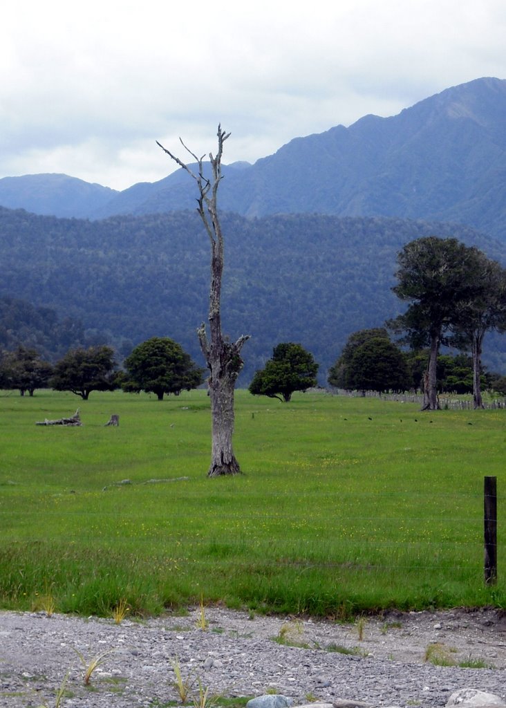 NZ Haast T2008-12-07_009 © http://www.julia.schindelarz.eu by Béla Fahidi