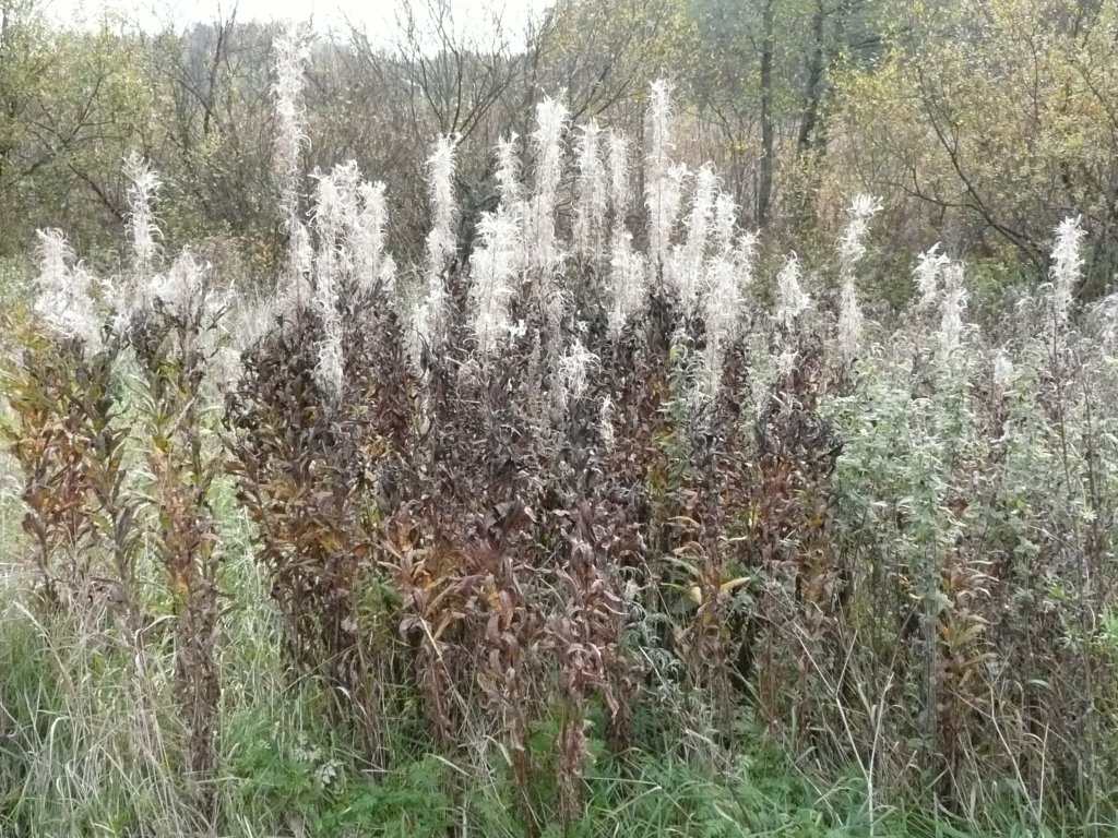 Dead flowers by sibirica