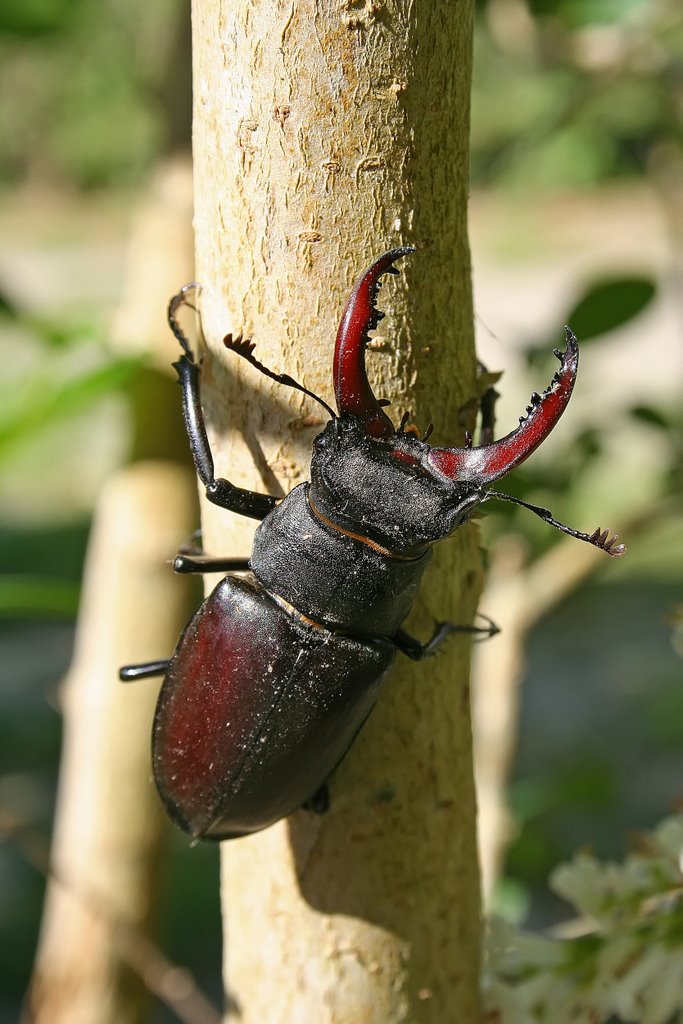 Hirschkäfer im Campingplatz by Till-1