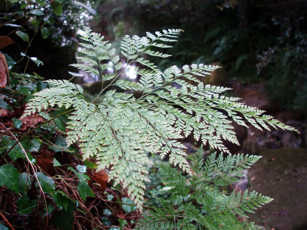 Davallia canariensis by Miguel D.