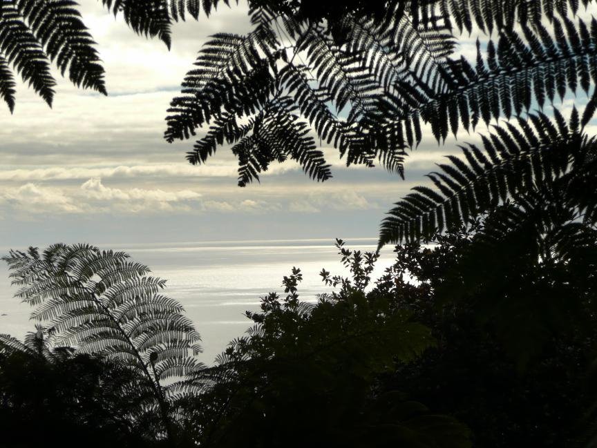 Jardim Tropical Monte Palace, noviembre 2008 by flor_de_loto