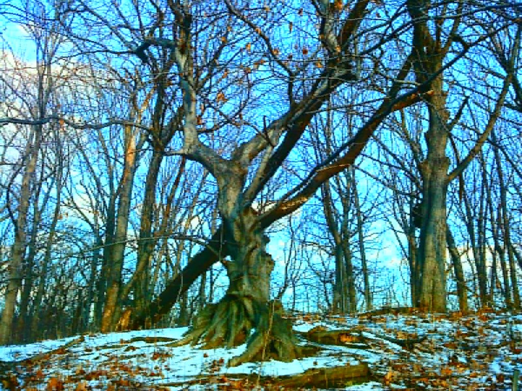 Brooklyn, NY, USA by A. Leonardo Miller