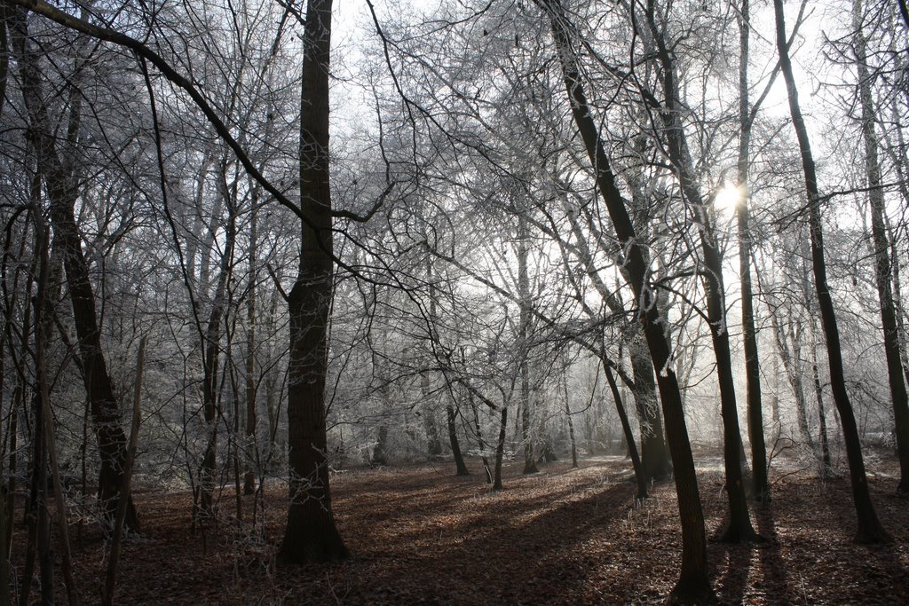 Calmeynbos in de winter by johandegrieck