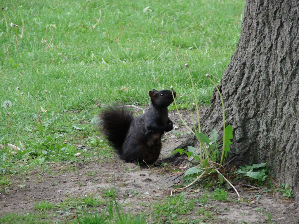 Black squirrel by digitalkids