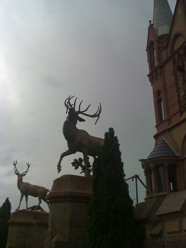 Burg Drachenfels by Yvonne M.