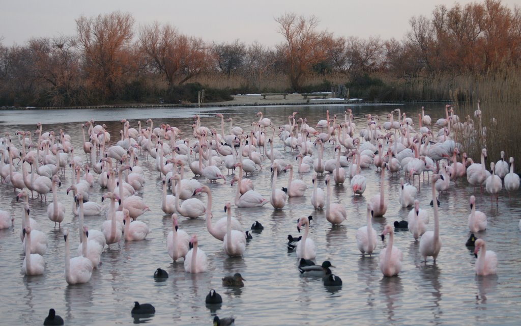 Pont de Gau-Flamants rose en Camargue by 6franc6