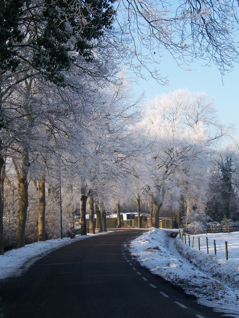 Snowy Trees by Yvette