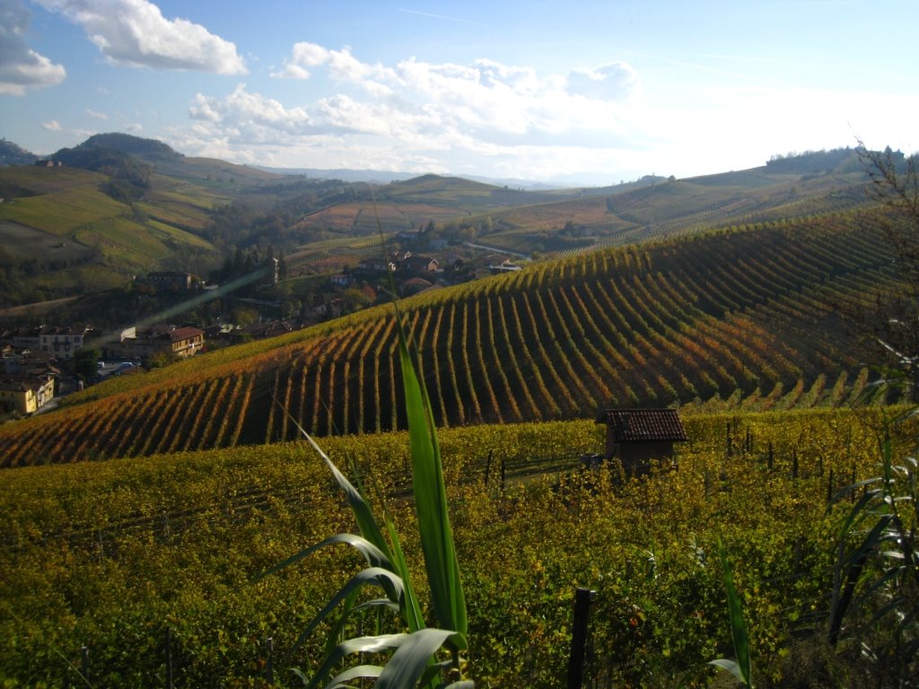 Sfumature di Barolo by massimo malfatto