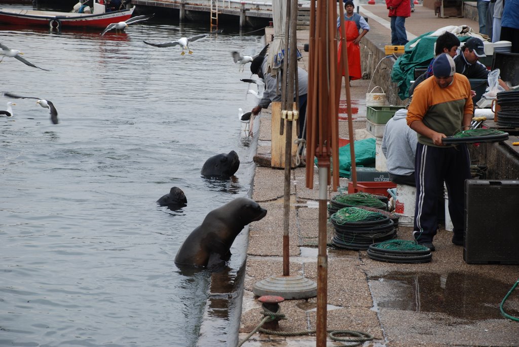 Hay Pescado? by Carlos A Borgnia