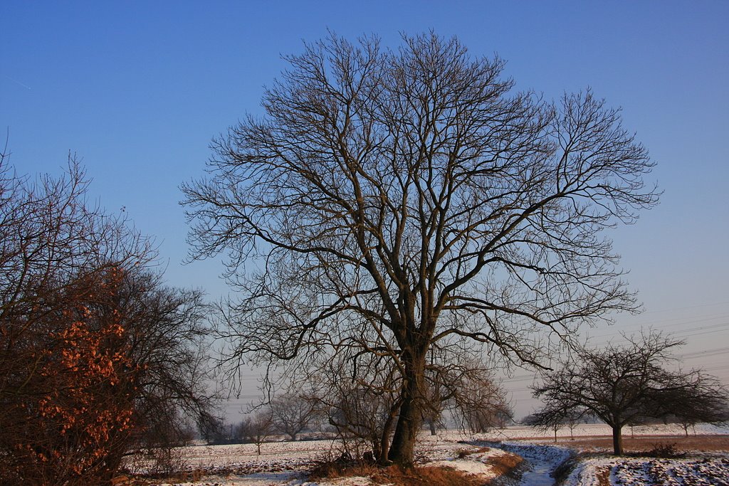 Niederbühl in Richtung Förch am 11.01.2009 by Frank Kiefer