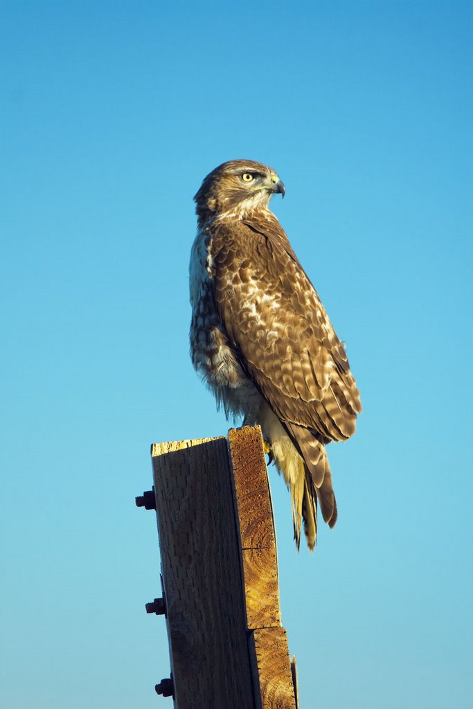 Looking for lunch by RICHARD S.