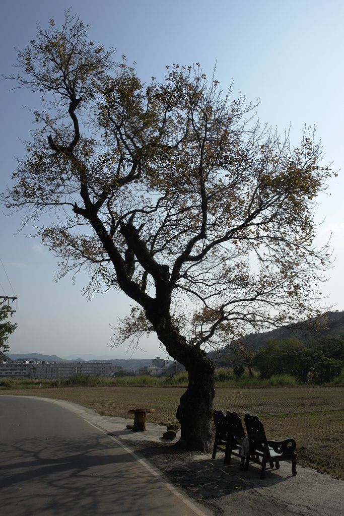 An old tree on a side of this beautiful country road!! by R.Liao