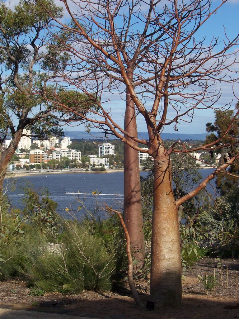 Kings Park WA 6005, Australia by Boinboin