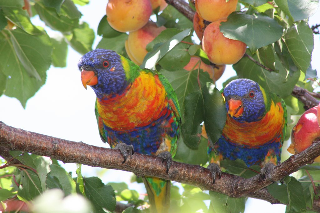 Rainbow lorikeet by Michael-F