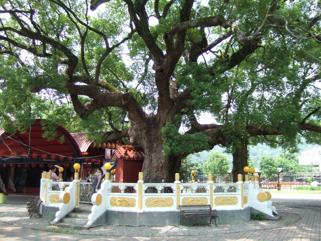 Jiji's Big Camphor Tree by Arnaud Amiel